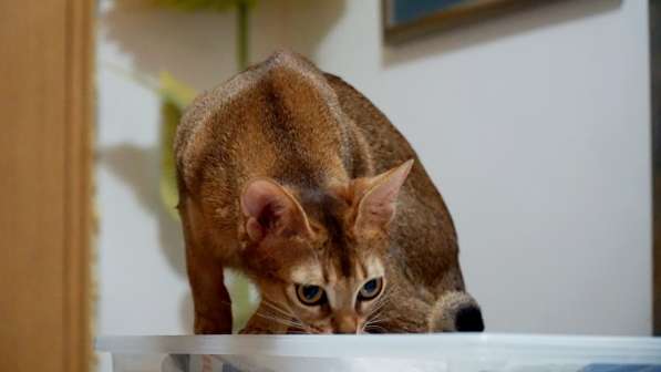 Абиссинские котята дикого окраса в фото 6