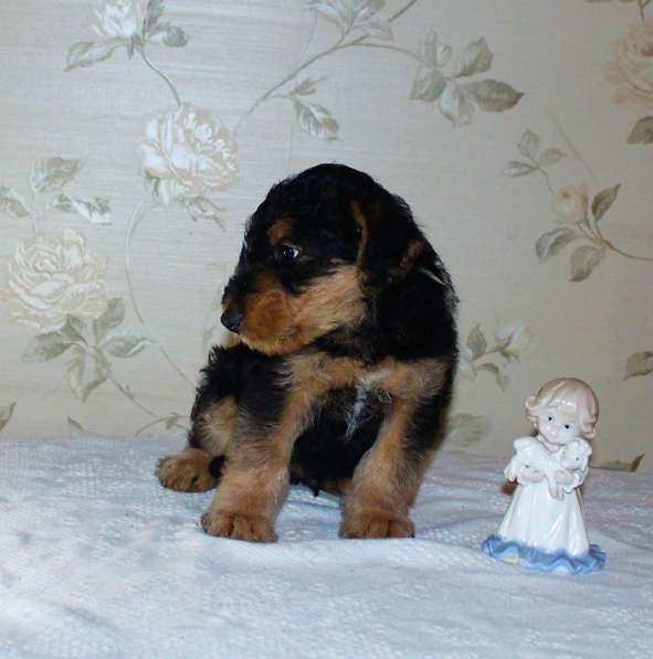 Щенки Эрдельтерьера в питомнике в Тюмени фото 9