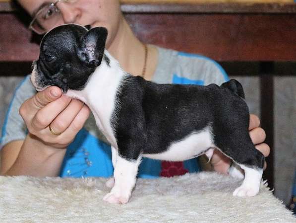 Щенки Французского бульдога питомник в Челябинске фото 16