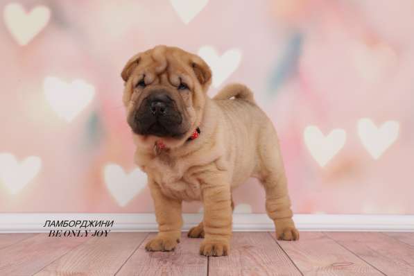 Щенки шар пея в Краснодаре фото 20