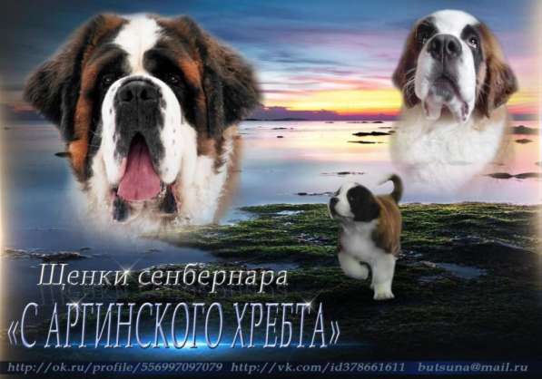 Щенки сенбернара в Кемерове фото 3