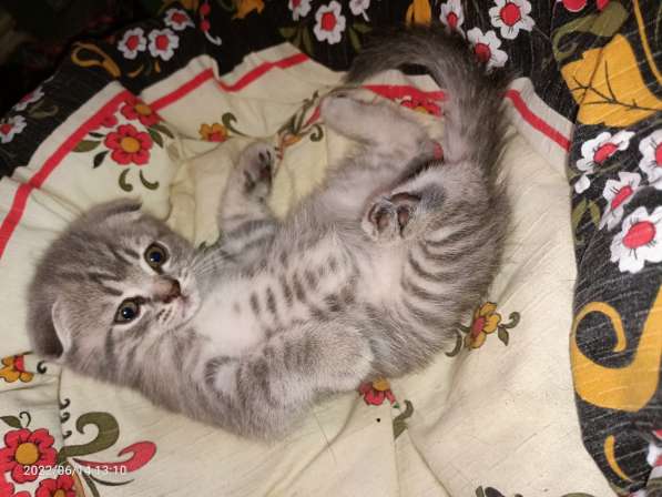 Британские котята в Москве фото 5