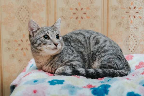 Ищет дом трепетная котенок Буся в Москве фото 4
