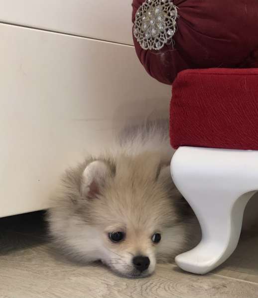 Шпиц- девочка- пати в Москве