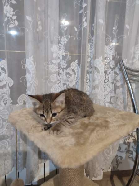 Котята 2.5 месяца в Ивантеевка фото 3