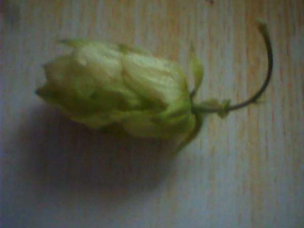 Шишки хмеля, свойские в Тамбове фото 3