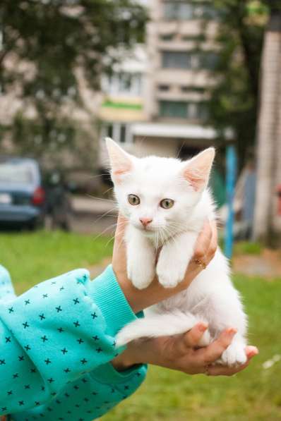 Белый котенок в хорошие руки в фото 3