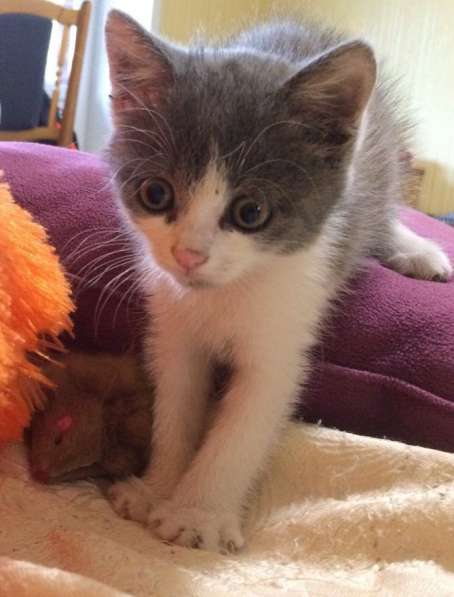 Эльза ждет хозяина в Ульяновске фото 3