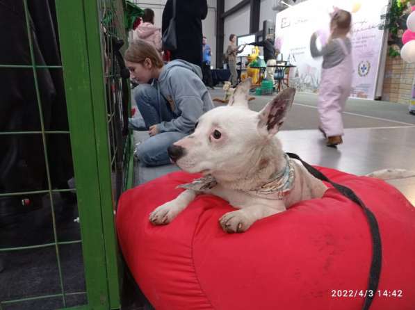 Маленькая умная собачка ищет дом в Санкт-Петербурге фото 14