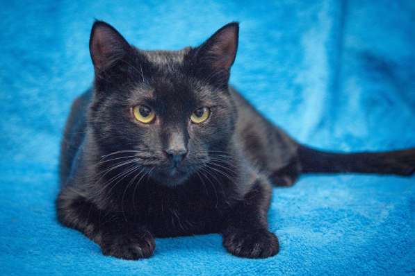 Две пантеры ищут дом. Котики в дар в Москве