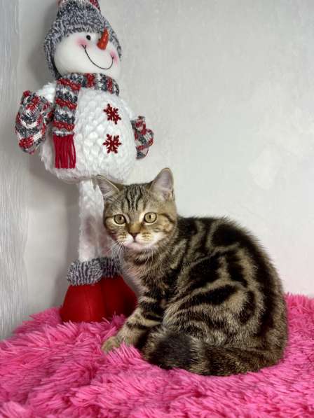 Британские короткошёрстные котята в Казани фото 10