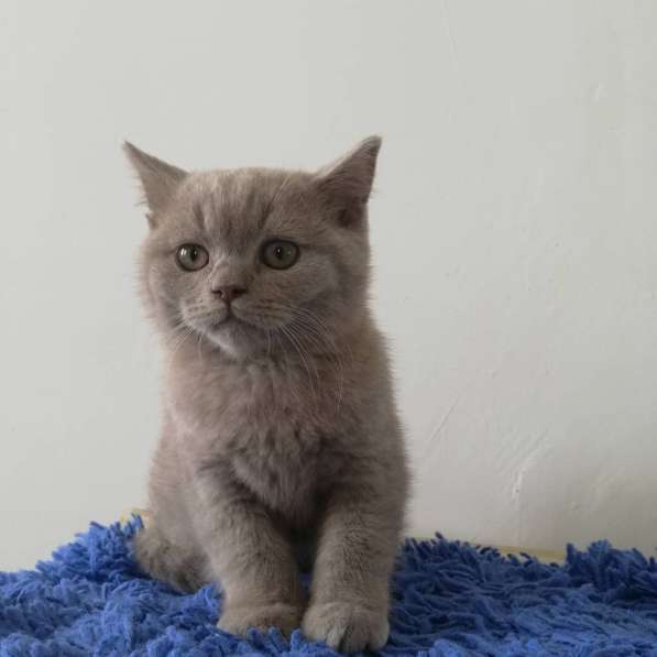 Британский мальчик в фото 9