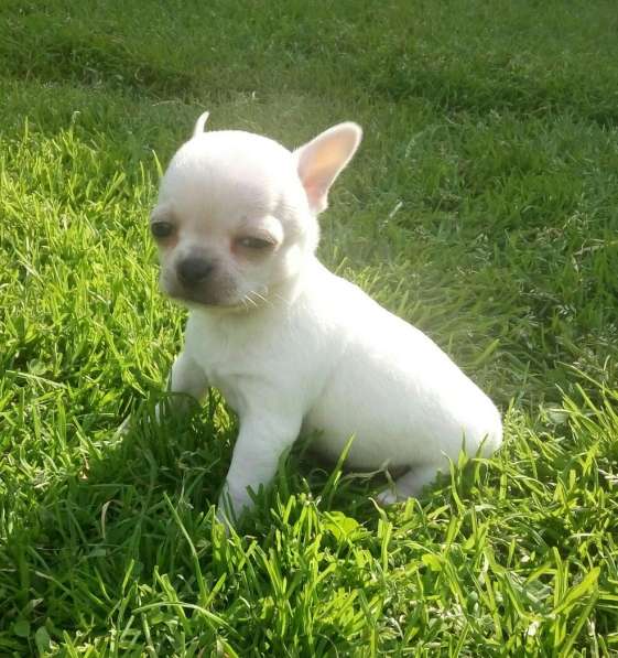 Чихуахуа мужички в фото 4