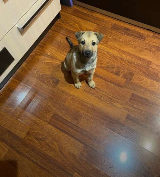 Щенок в добрые руки в Новокузнецке фото 7