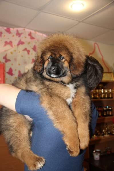 В продаже щенки Тибетского мастифа в Нижнем Новгороде фото 8