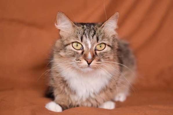 Пушистая молодая кошечка Джина в дар