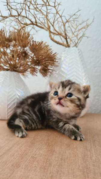 BKH Kitten Verkäufer