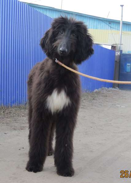 Молодой кобель афганской борзой в Чите фото 10