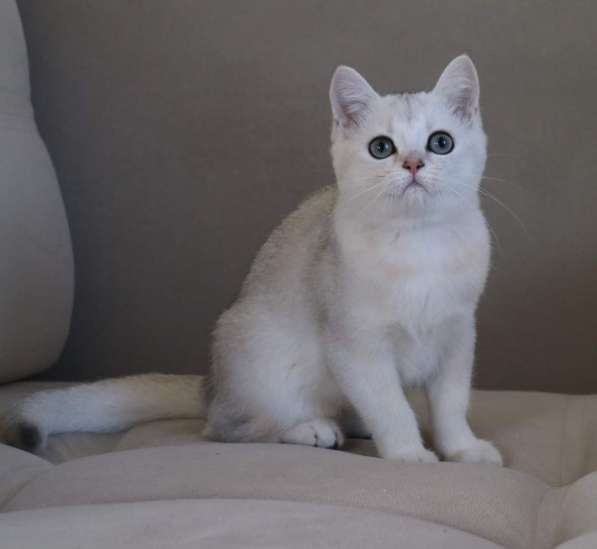 Шотландские котята в фото 5