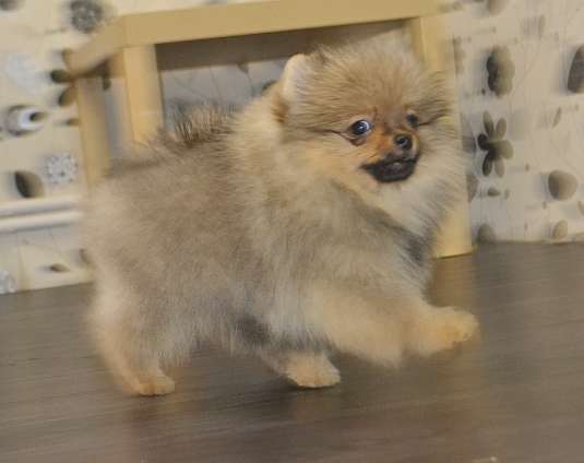 Продаются щенки немецкого шпица в Новосибирске фото 4