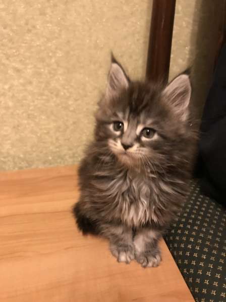 Мейн-кун в Серпухове фото 5