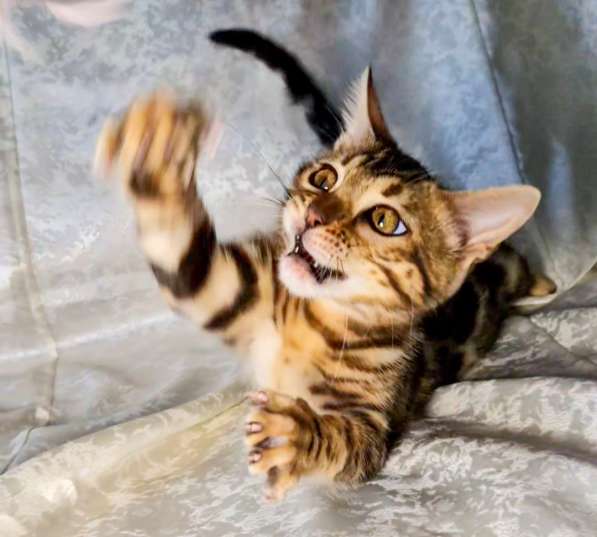 Бенгальские котята в фото 8