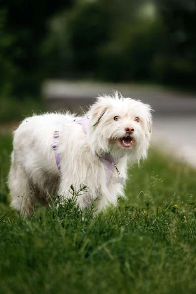 Очаровательный белый пёсик Банди в дар в Москве фото 6