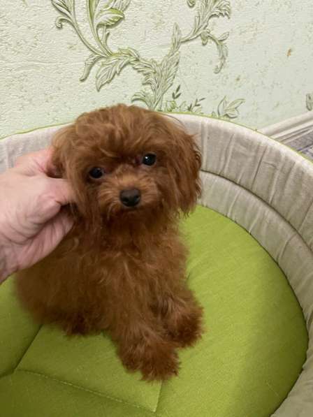 Теди пудель