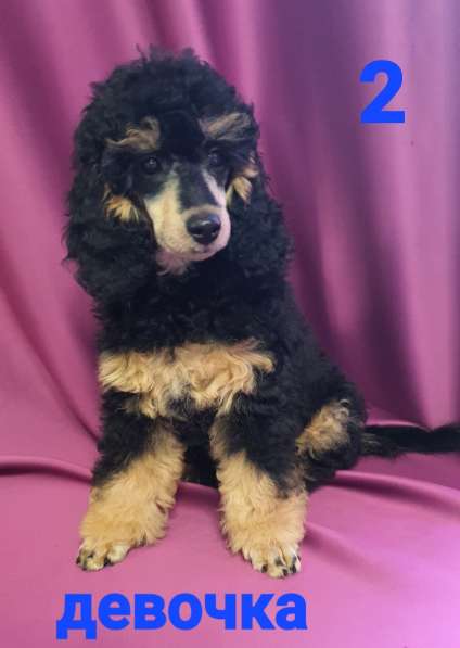 Девчата-пуделята фантом, чёрно-подпалые в Москве фото 5