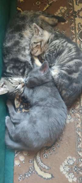 Котенок в добрые руки в фото 5