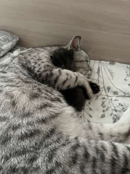 Котенок мальчик в Новосибирске