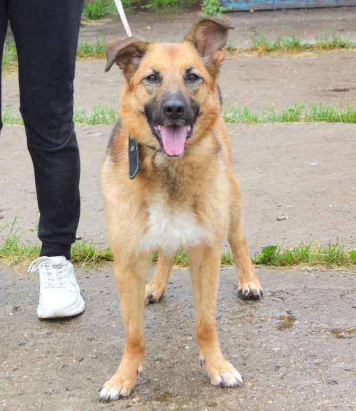 Позитивная Сэмми в поисках своей семьи! в Москве фото 6