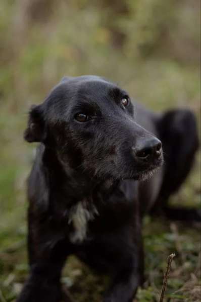 Чудесный Лорд ищет свою семью в Москве фото 8