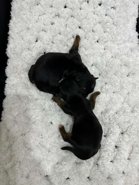 Йоркшерский терьер в Сарове фото 3