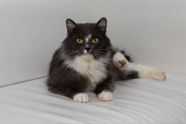 Роскошная красавица Зефирка в самые добрые руки! в Москве фото 7