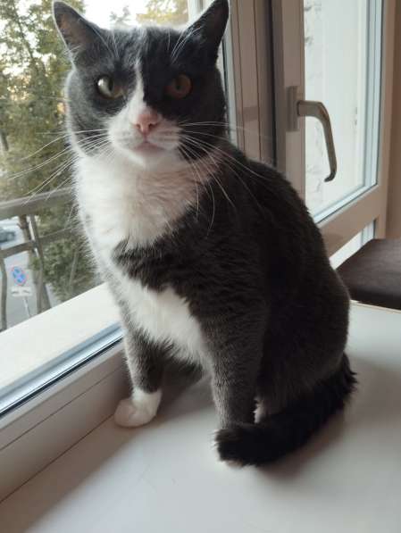 Кот ищет дом