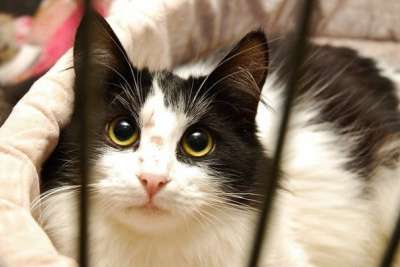 Отдам даром Посмотрите на этого красавца Тео