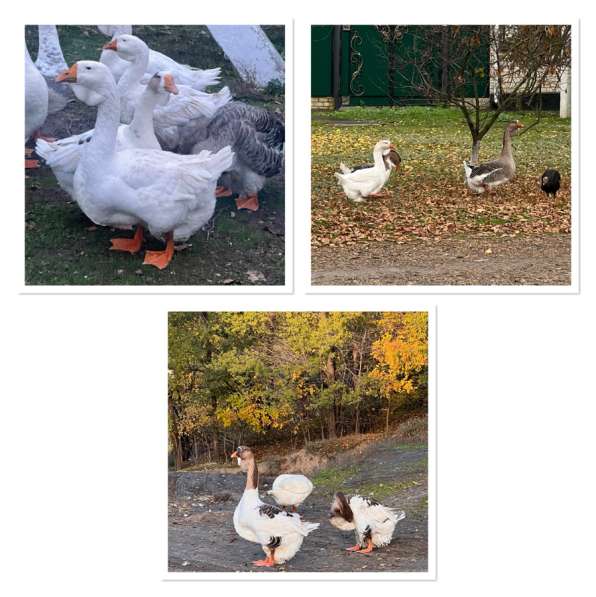 Продам Холмогорских гусей в Ставрополе фото 3