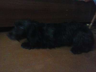 Отдам даром Метис спаниеля в добрые руки! в Новосибирске фото 3