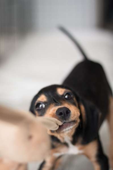 Зиппи ищет своего человека в Москве фото 8