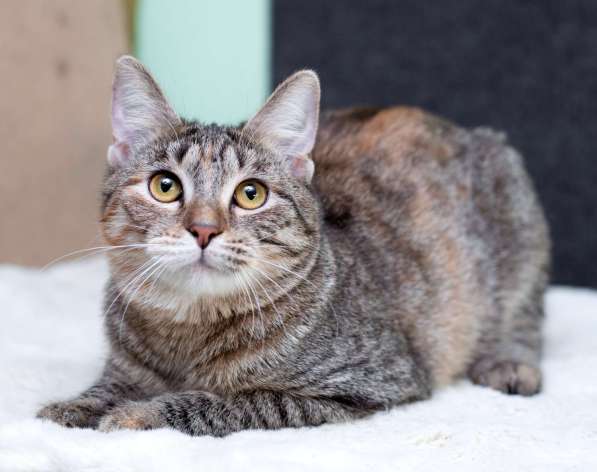 Серая полосатая ласковая котёнок Тея в дар в Москве