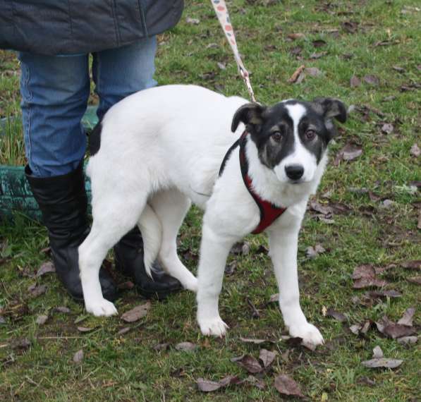 Ласковая малышка Панда в поисках своей семьи в Москве фото 4