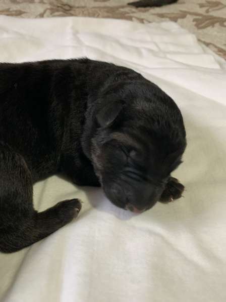 Бронь на щенят немецкой овчарки в Прокопьевске