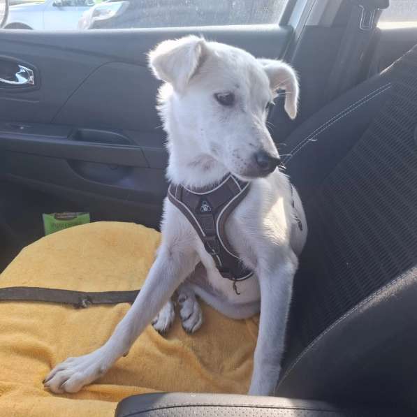 Невероятно красивый белый щенок в Санкт-Петербурге фото 8