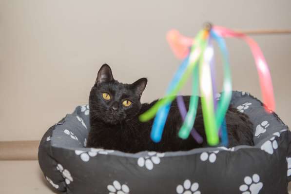 Черный ласковый кот Дэй в дар в Москве фото 3