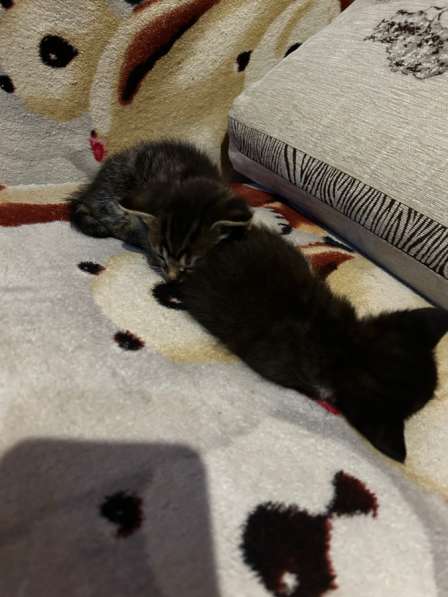 Котята в добрые руки в Новомосковске фото 5