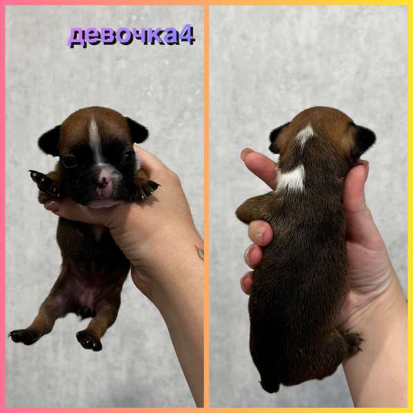 Французские бульдоги в Волжский фото 7