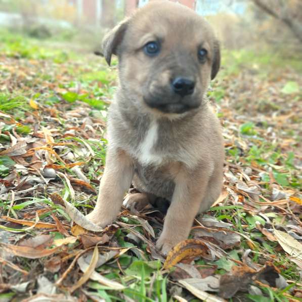 Отдам щенят в Иркутске фото 3