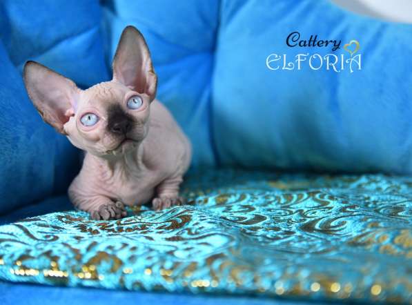 Котята Sphynx, Elf, Bambino, DWELF