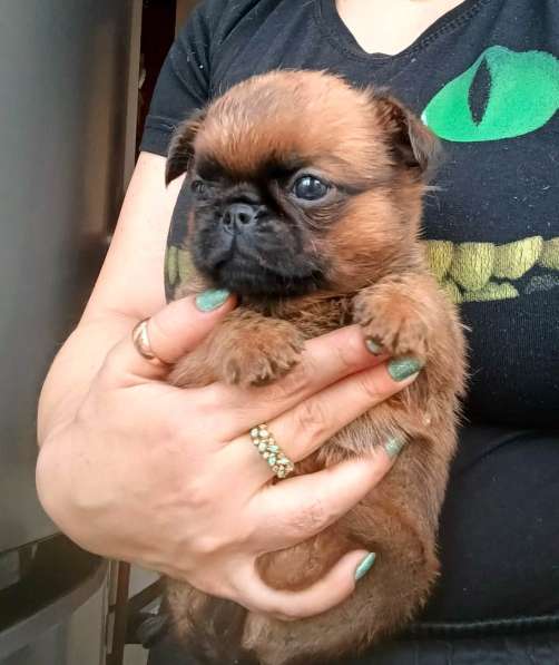 Рыжий мальчик пти-брабансон в Москве фото 4